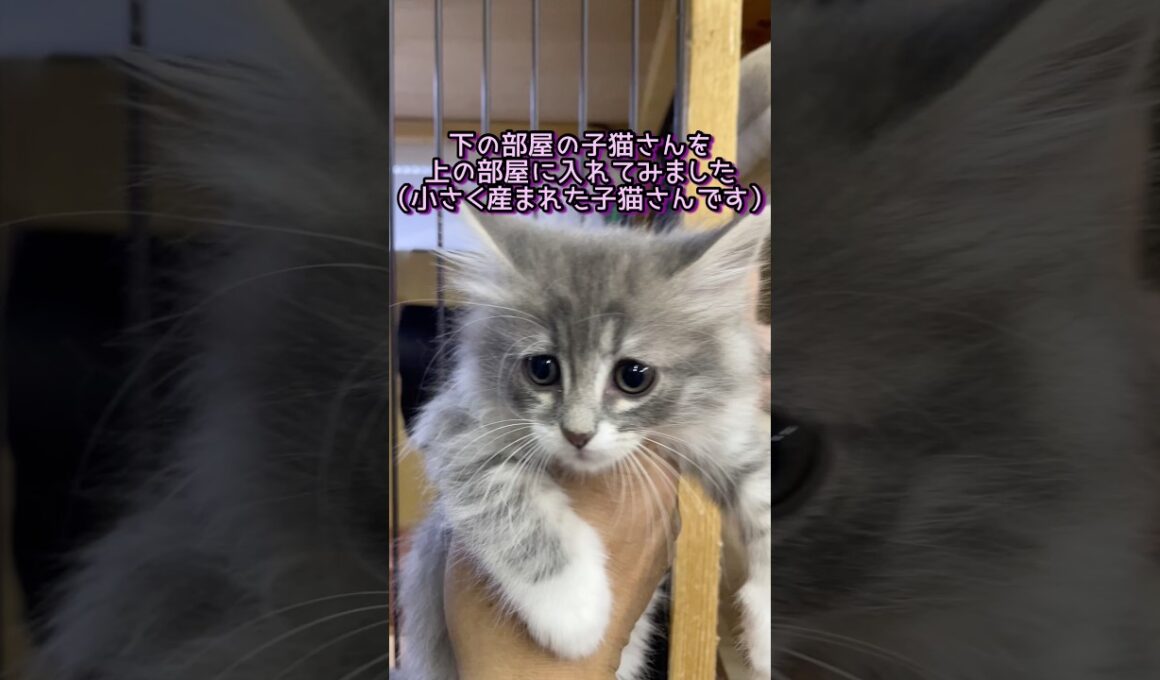 子猫さんにちょっといじわるしてみました #ノルウェージャンフォレストキャット #norwegianforestcat