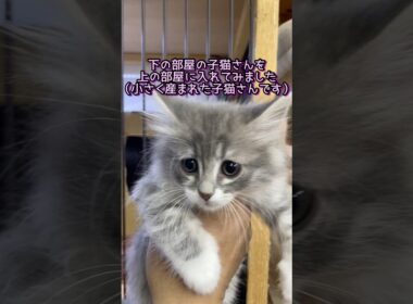 子猫さんにちょっといじわるしてみました #ノルウェージャンフォレストキャット #norwegianforestcat