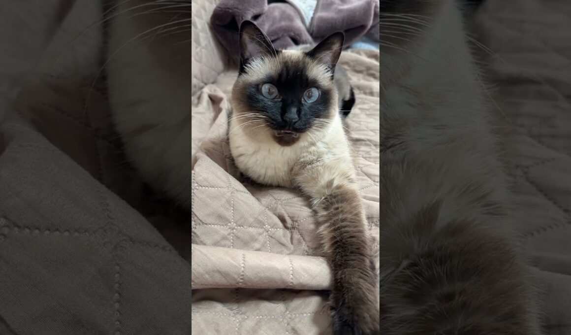 昼下がりのシャム猫のふくさん【たぬき猫】 #cat #しゃむねこ #猫のいる暮らし #猫好きさんと繋がりたい #ねこ #cutecat #cat