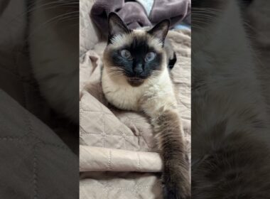 昼下がりのシャム猫のふくさん【たぬき猫】 #cat #しゃむねこ #猫のいる暮らし #猫好きさんと繋がりたい #ねこ #cutecat #cat