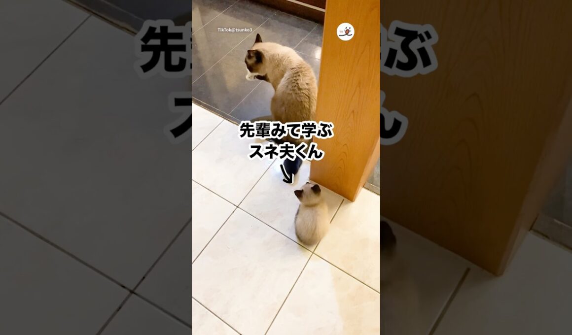 先輩みて毛繕いを学ぶ子猫｜PECO