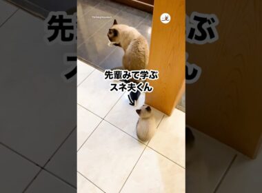 先輩みて毛繕いを学ぶ子猫｜PECO