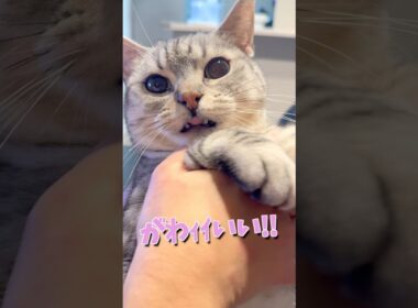 お留守番ねこ、全力で愛でる飼主たちwww #cat #猫