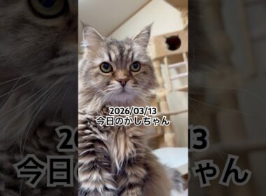 2026/03/13今日のかしちゃん #猫 #ペルシャ #カシス #cat #猫のいる暮らし