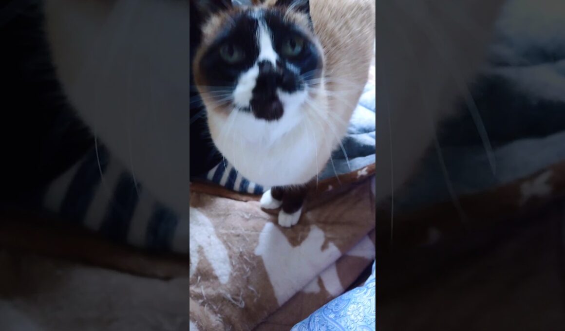 朝の黒猫さんとシャム猫さん🐾#猫 #ねこ #cat #Shorts