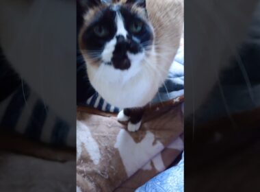 朝の黒猫さんとシャム猫さん🐾#猫 #ねこ #cat #Shorts