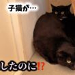 避妊したはずの猫が子猫を…突然のSOSで迎えに行きました