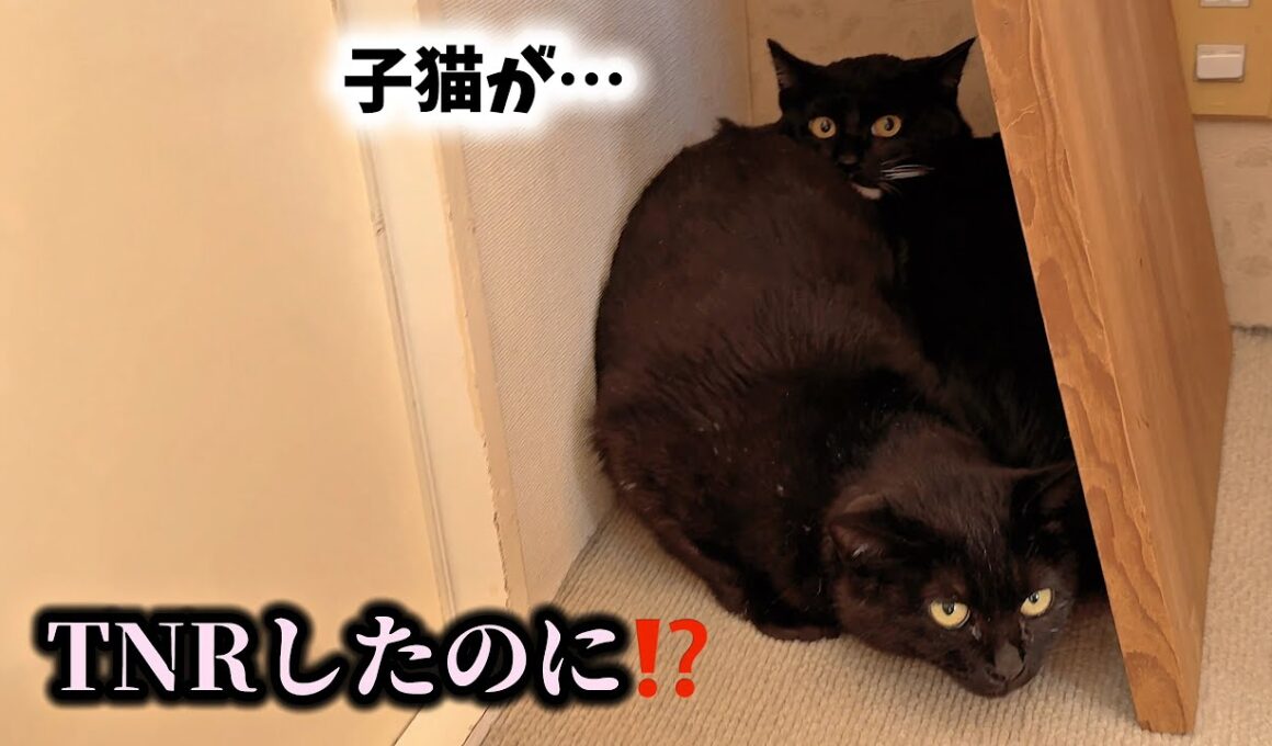避妊したはずの猫が子猫を…突然のSOSで迎えに行きました