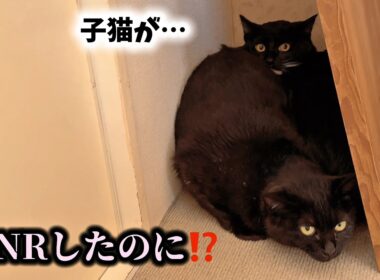 避妊したはずの猫が子猫を…突然のSOSで迎えに行きました