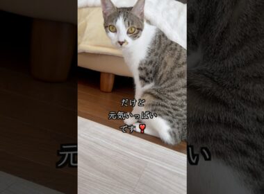 VSD（心室中隔欠損症）の保護子猫はママに甘えますが、ママのケアもします🐱 #shorts  #子猫の成長日記 #保護子猫