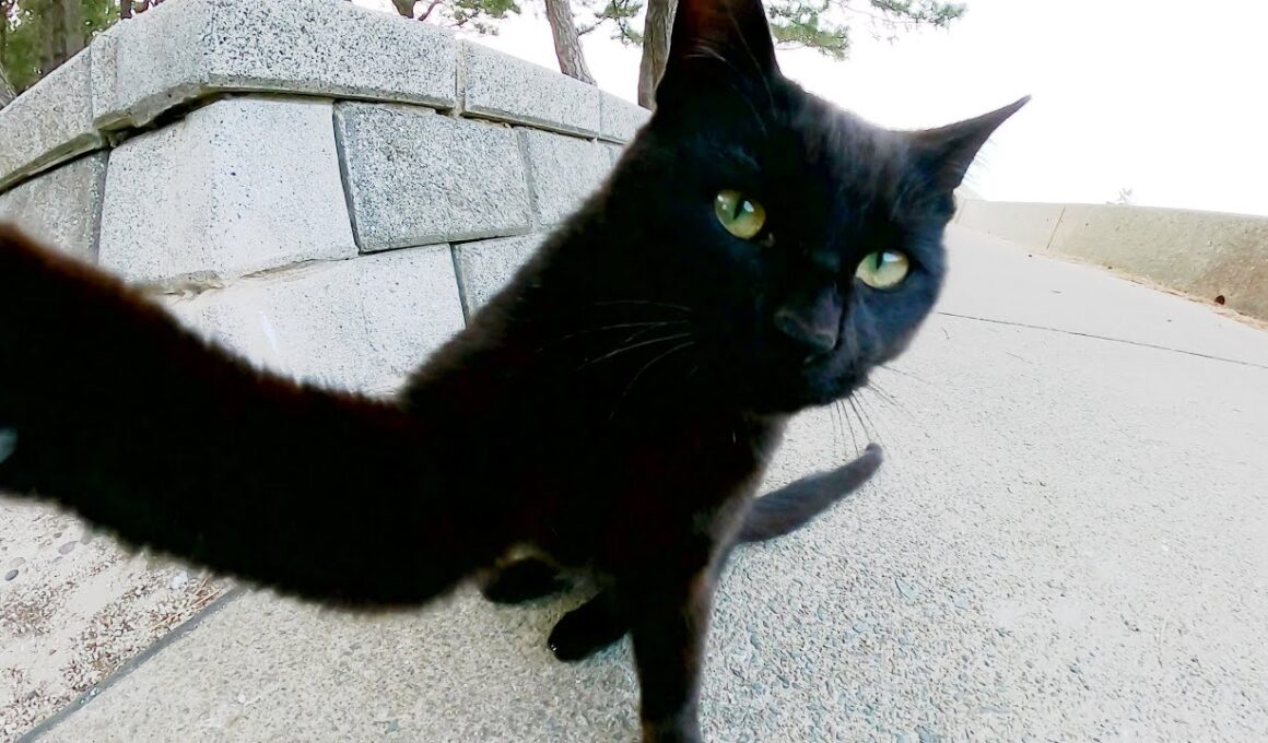 カメラに攻撃する黒猫、黒猫を追い回すシャム猫、チビ猫達をあたたかく見守る三毛猫