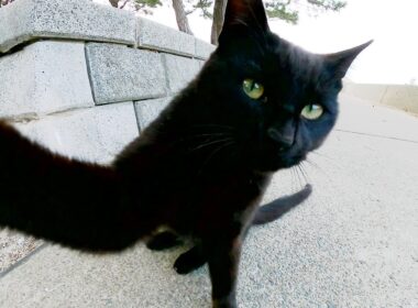 カメラに攻撃する黒猫、黒猫を追い回すシャム猫、チビ猫達をあたたかく見守る三毛猫