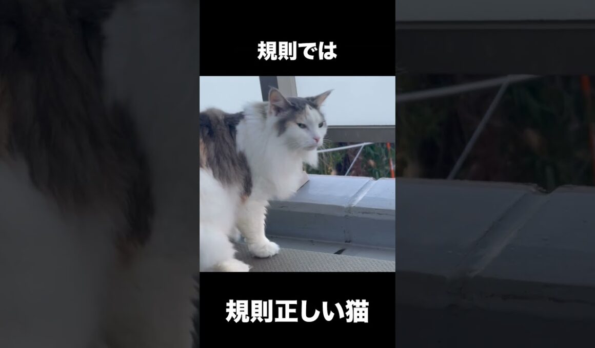 食欲より規則を重んじる規則正しい猫です！【ノルウェージャン アンの成長記録】 #ノルウェージャン #cat #ねこ #アン #猫 #猫のいる暮らし #日常 #ネコ #猫好きさんと繋がりたい