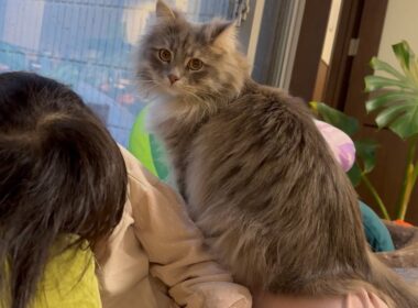 人の上に乗りたがる猫と、人の横に並ぶ猫　ラガマフィン　サイベリアンRagamuffin. Siberian