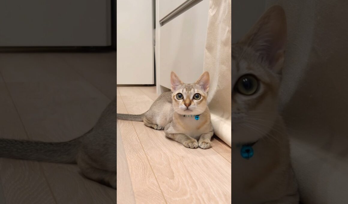 アウーン🐈 #猫 #子猫 #猫のいる暮らし #cat #catshorts #シンガプーラ