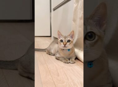 アウーン🐈 #猫 #子猫 #猫のいる暮らし #cat #catshorts #シンガプーラ