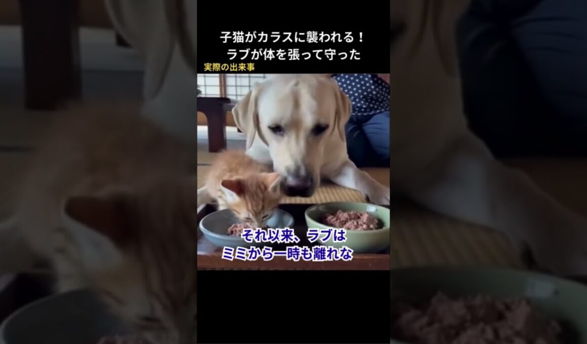 子猫がカラスに襲われた！ラブは体を張って守った #保護猫 #猫動画