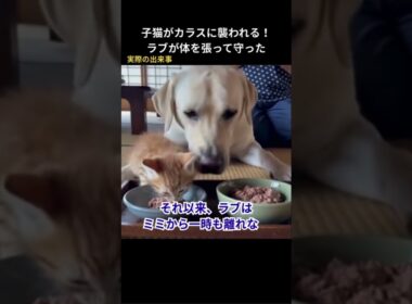 子猫がカラスに襲われた！ラブは体を張って守った #保護猫 #猫動画