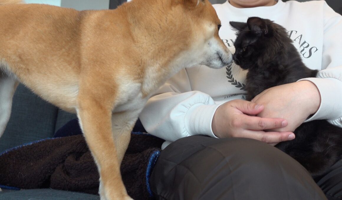 子猫を母親のように優しく見守る柴犬が尊い…