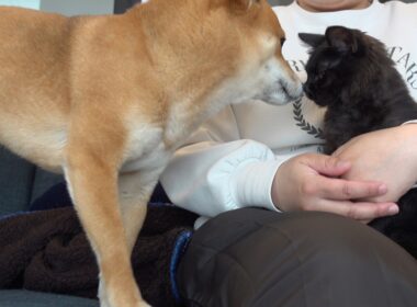 子猫を母親のように優しく見守る柴犬が尊い…