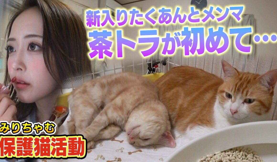 【みりちゃむと茶トラ】新入りの保護猫たくあんとメンマ、預かり２日目で早速・・・（みんなの動物園）