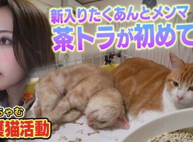 【みりちゃむと茶トラ】新入りの保護猫たくあんとメンマ、預かり２日目で早速・・・（みんなの動物園）