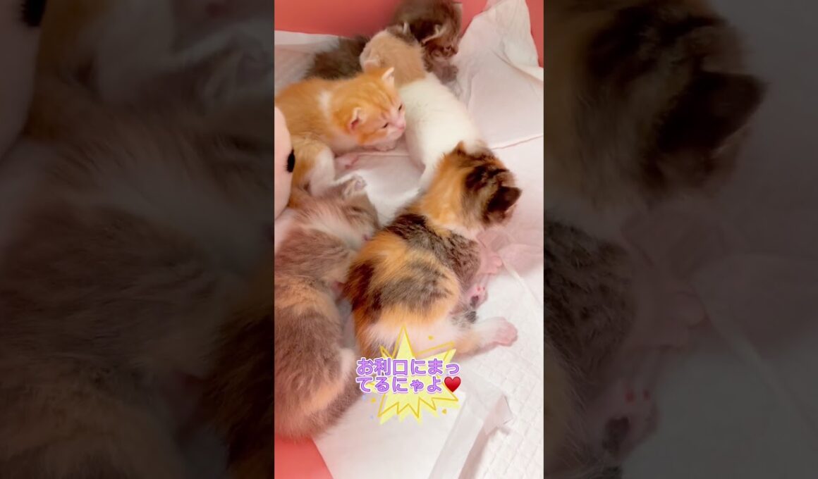 マンチカンの赤ちゃん♥️ 【お問合せ詳細は説明欄に記載あります】 #ブリーダー直販 #ラパーマ #猫 #猫のいる暮らし #子猫 #マンチカン #ミヌエット #子猫販売