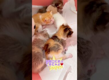 マンチカンの赤ちゃん♥️ 【お問合せ詳細は説明欄に記載あります】 #ブリーダー直販 #ラパーマ #猫 #猫のいる暮らし #子猫 #マンチカン #ミヌエット #子猫販売