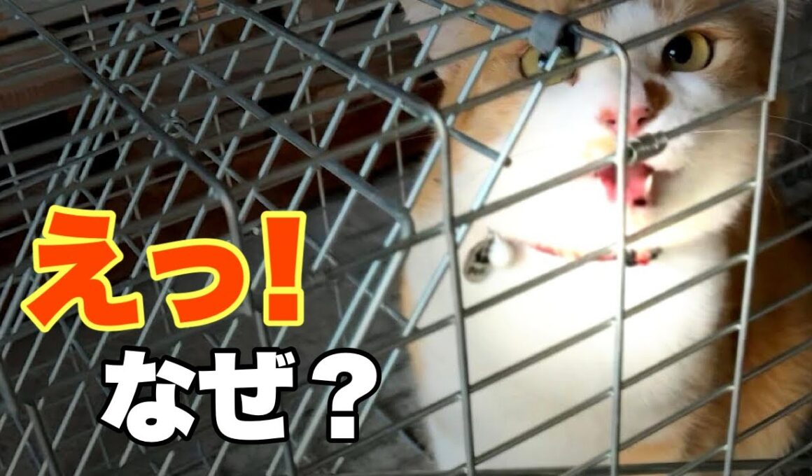 妹がひとり…悲しい叫び！2匹で山に行ったのに兄猫はどこへ？