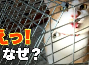 妹がひとり…悲しい叫び！2匹で山に行ったのに兄猫はどこへ？