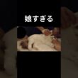 すぐイチャイチャしやがって🧑🏻👶🏻#shorts #猫 #子猫 #ラグドール #甘えん坊猫 #ぬいぐるみ猫
