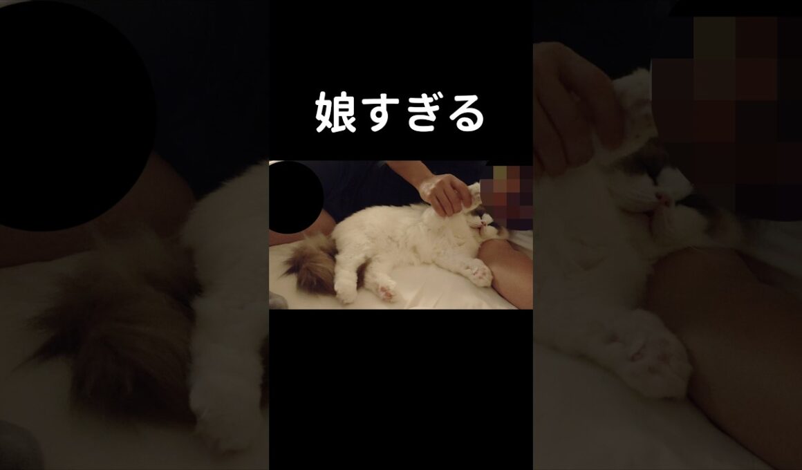 すぐイチャイチャしやがって🧑🏻👶🏻#shorts #猫 #子猫 #ラグドール #甘えん坊猫 #ぬいぐるみ猫