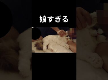 すぐイチャイチャしやがって🧑🏻👶🏻#shorts #猫 #子猫 #ラグドール #甘えん坊猫 #ぬいぐるみ猫