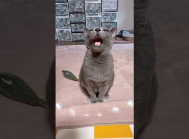 【ロシアンブルー】めろん一生懸命に何かお話ししています🥹【猫】#shorts