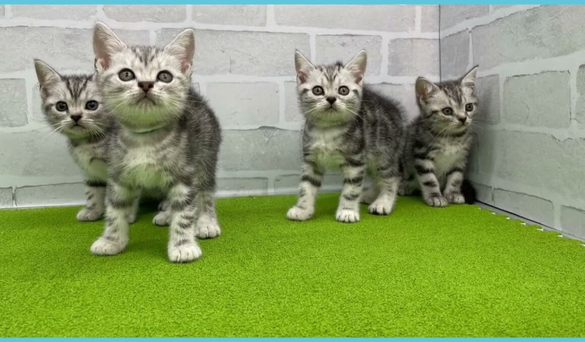 Coo&RIKU　No.00737012 アメリカンショートヘアー