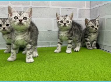 Coo&RIKU　No.00737012 アメリカンショートヘアー