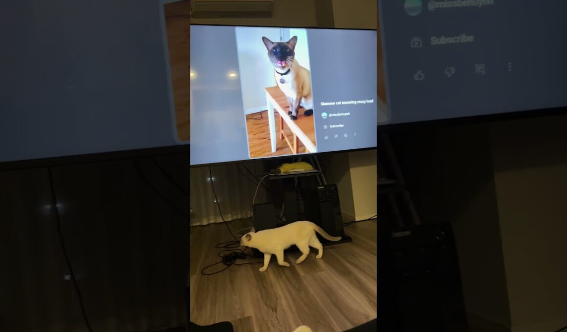 必死で探してますな #meow #siamese #tonkinese #funnycat #cat #トンキニーズ #ねこ