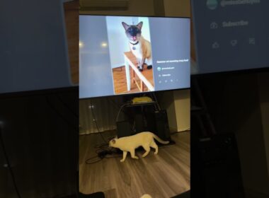 必死で探してますな #meow #siamese #tonkinese #funnycat #cat #トンキニーズ #ねこ