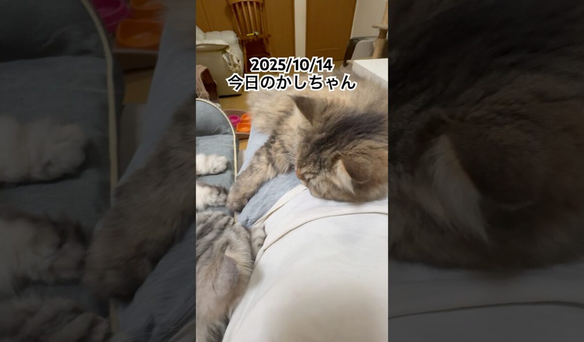 2025/10/14今日のかしちゃん #猫 #ペルシャ #カシス #cat #猫のいる暮らし