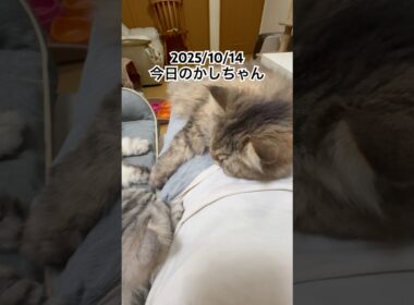 2025/10/14今日のかしちゃん #猫 #ペルシャ #カシス #cat #猫のいる暮らし