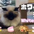 バーマン猫ガブ【ホワイトデー】White day（バーマン猫）Birman/Cat