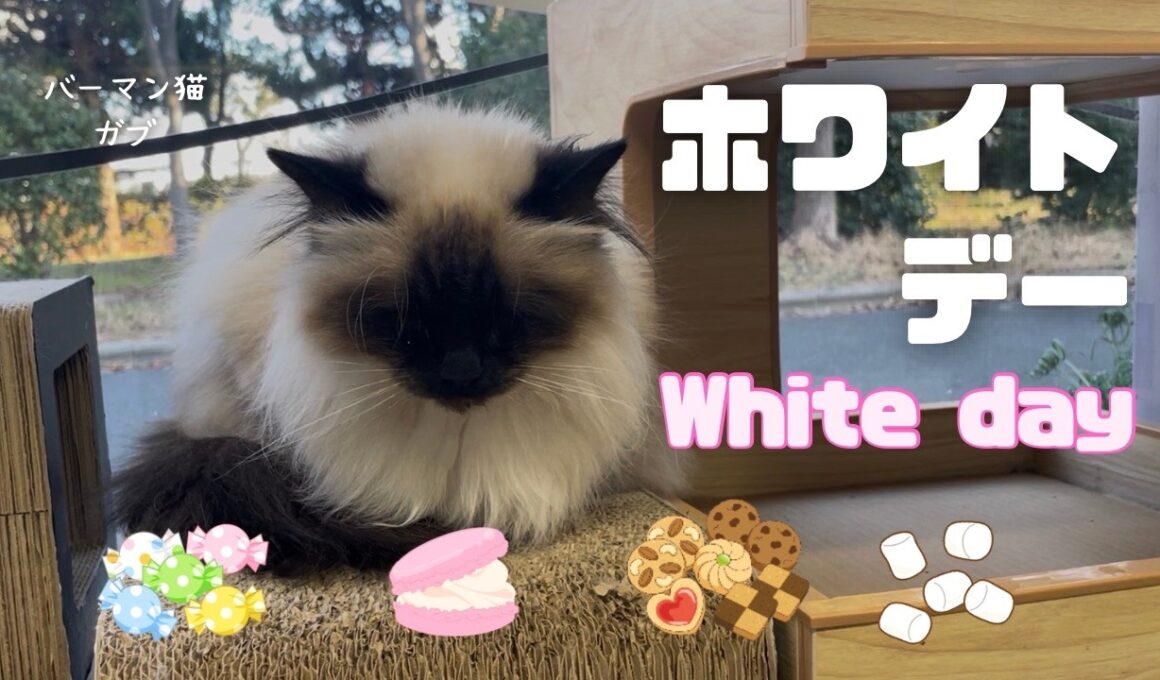 バーマン猫ガブ【ホワイトデー】White day（バーマン猫）Birman/Cat