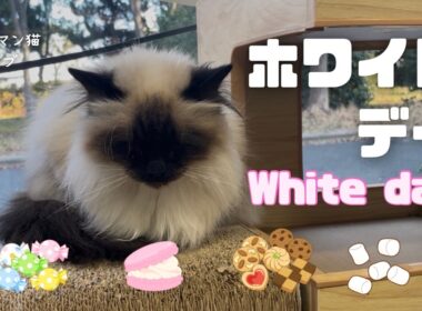 バーマン猫ガブ【ホワイトデー】White day（バーマン猫）Birman/Cat