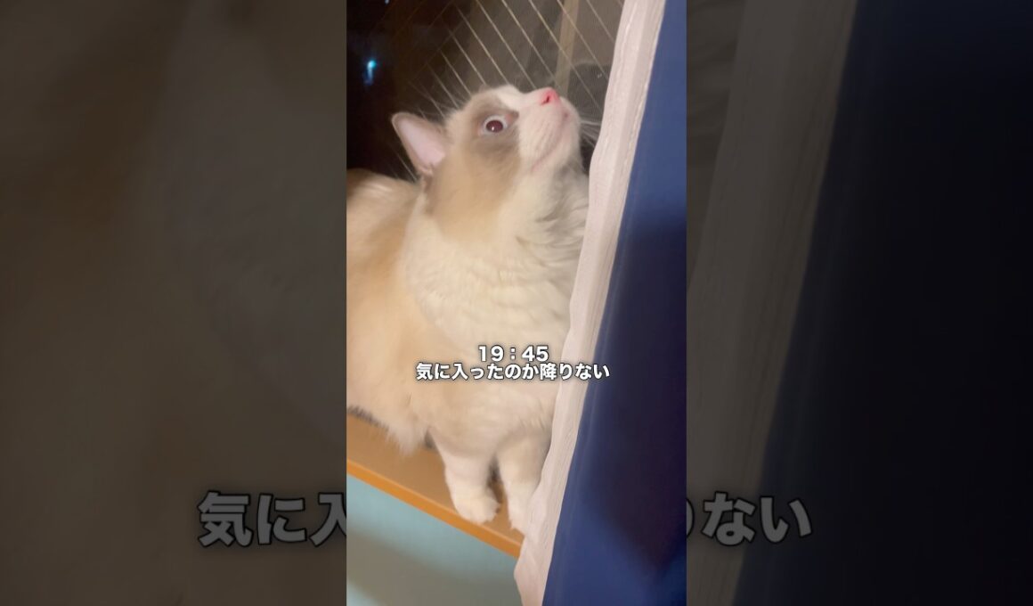 砂かけがヘタすぎる猫の1日#cat #ラグドール #ragdolls