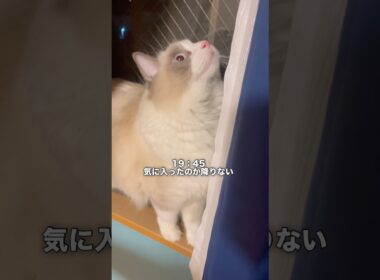 砂かけがヘタすぎる猫の1日#cat #ラグドール #ragdolls