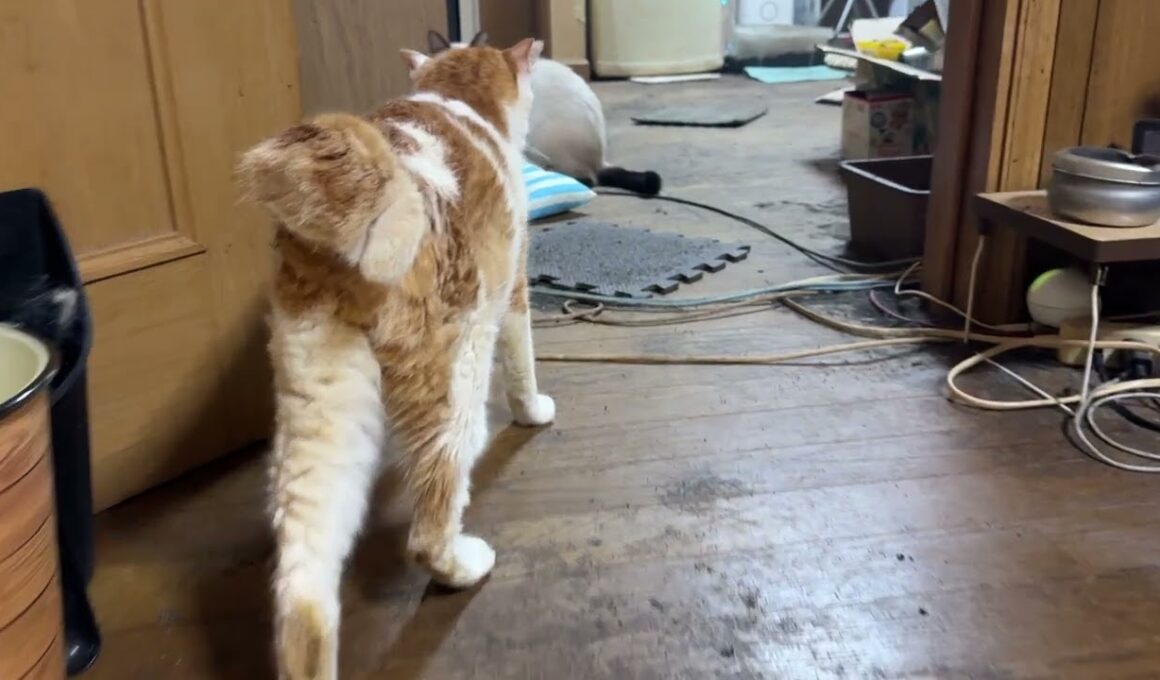 病院から帰ってきた茶白ネコのジュニア。シャム雫とパンダ「お帰りなさい」