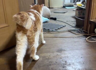 病院から帰ってきた茶白ネコのジュニア。シャム雫とパンダ「お帰りなさい」