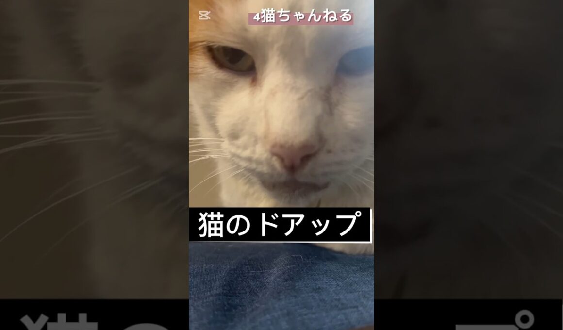 【猫のドアップ】#ねこ  #日本猫#シニア猫 #元野良猫 #ドアップ #ねこのいる生活  #shorts