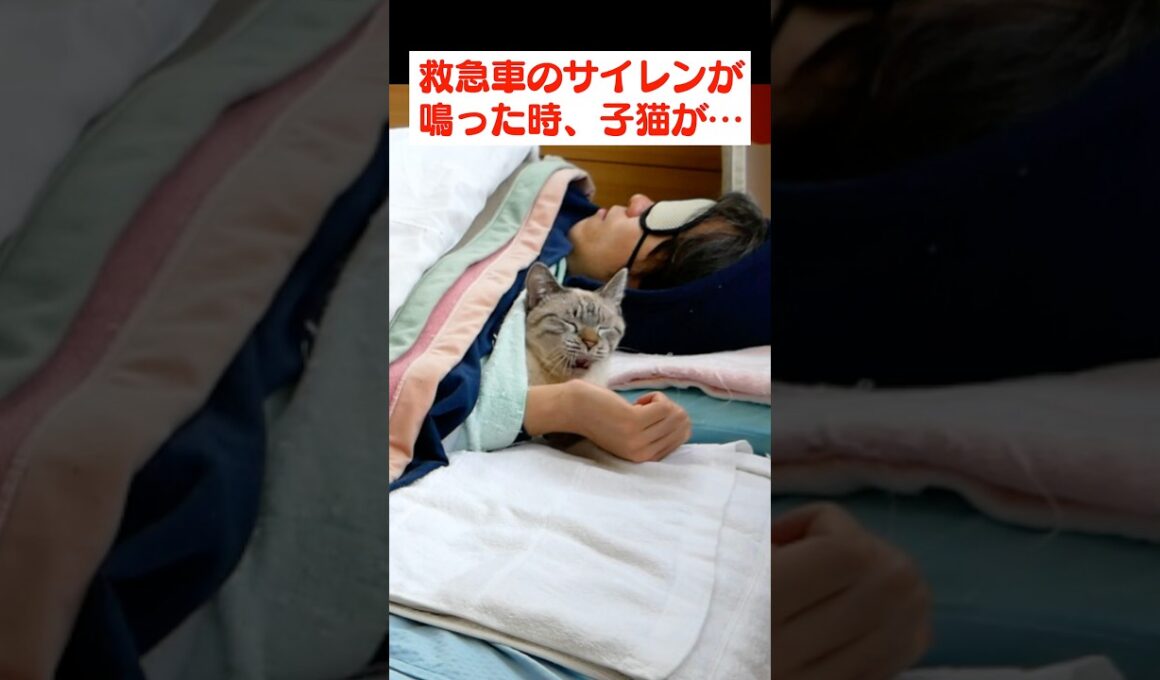 救急車のサイレンを聞いた子猫の行動