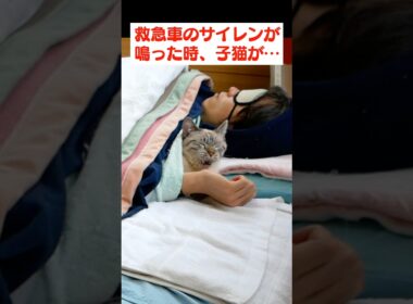 救急車のサイレンを聞いた子猫の行動